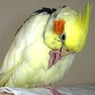 calopsy