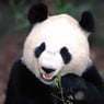 Xuan