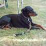 dobermann