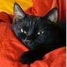 chatnoir2
