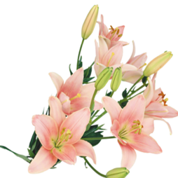 image of LiLyRoos