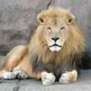 lion4908