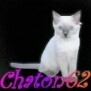 chaton62