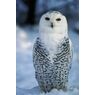 Schneeeule52