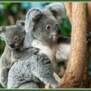 koala5252