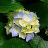 bijou83